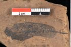 Foto (Detailsansicht) von Quercus palaeoilex Ettingshausen (NHMW-GEO-2024-0188-0867)